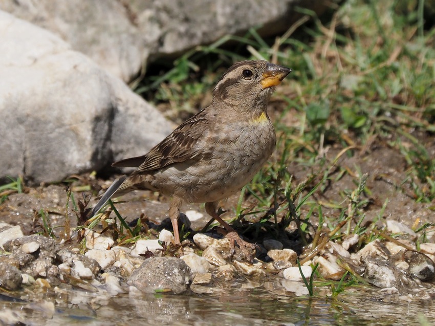 Passera lagia (Petronia petronia)